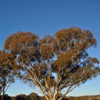 Blakely's Red Gum